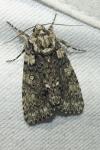 Acronicta rumicis
