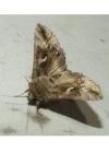 Autographa gamma