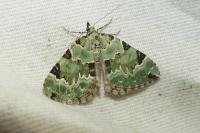 Colostygia pectinataria