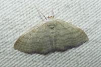 Idaea subsericeata