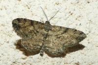 Peribatodes rhomboidaria