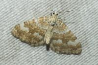 Perizoma flavofasciata