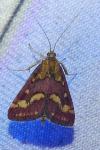 Pyrausta purpuralis