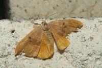 Watsonalla binaria/uncinula