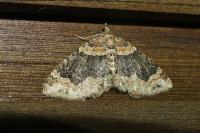 Xanthorhoe ferrugata