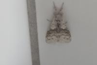 Calliteara pudibunda