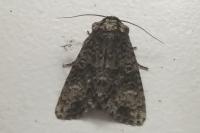 Acronicta rumicis