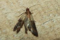 Plodia interpunctella