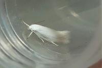 Elachista argentella