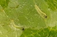 Acrocercops brongniardella