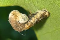 Coleophora ibipennella