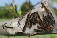 Eriogaster lanestris