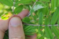 Coleophora hemerobiella