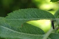 Coleophora hemerobiella