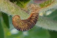 Coleophora hemerobiella