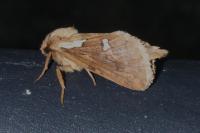 Korscheltellus lupulinus