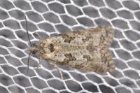 Cnephasia cupressivorana