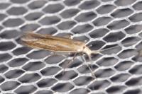 Coleophora albicosta