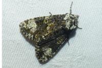 Craniophora ligustri