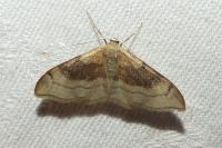 Idaea degeneraria