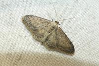 Idaea seriata