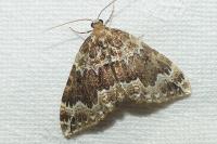 Lampropteryx suffumata