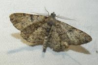 Peribatodes rhomboidaria