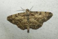 Peribatodes rhomboidaria