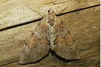 Thera britannica/obeliscata/variata