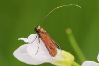 Cauchas rufimitrella