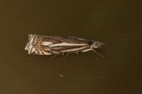 Crambus lathoniellus