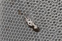 Ethmia quadrillella