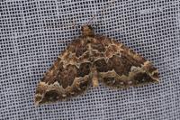 Lampropteryx suffumata