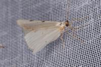 Lomographa bimaculata