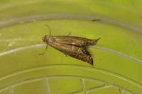 Glyphipterix thrasonella