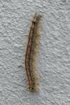 Malacosoma neustria