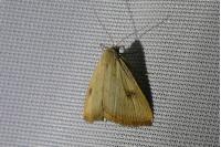 Rivula sericealis