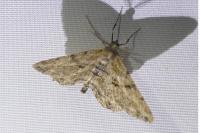 Peribatodes rhomboidaria