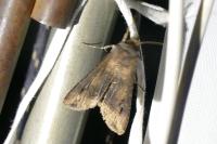 Agrotis ipsilon
