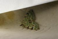 Colostygia pectinataria