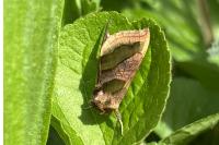 Diachrysia chrysitis