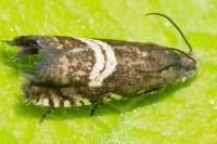 Grapholita internana