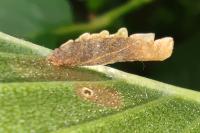 Coleophora limosipennella