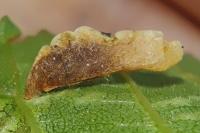Coleophora limosipennella