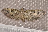 Eupithecia dodoneata