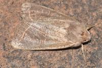 Orthosia cerasi