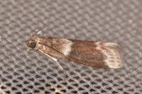 Cryptoblabes bistriga