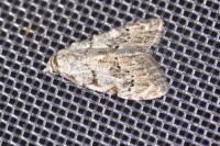Nola confusalis
