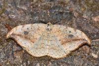Drepana falcataria