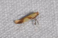 Caloptilia robustella